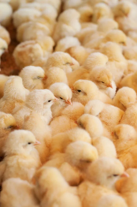 chicks.jpg