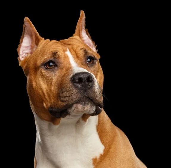 Pit Bull black background.jpg