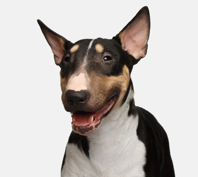 Bull terrier.jpg