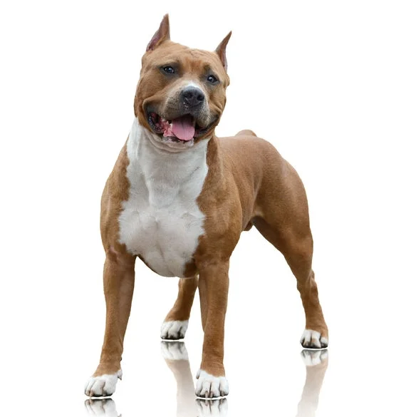 Pit bull full body.jpg