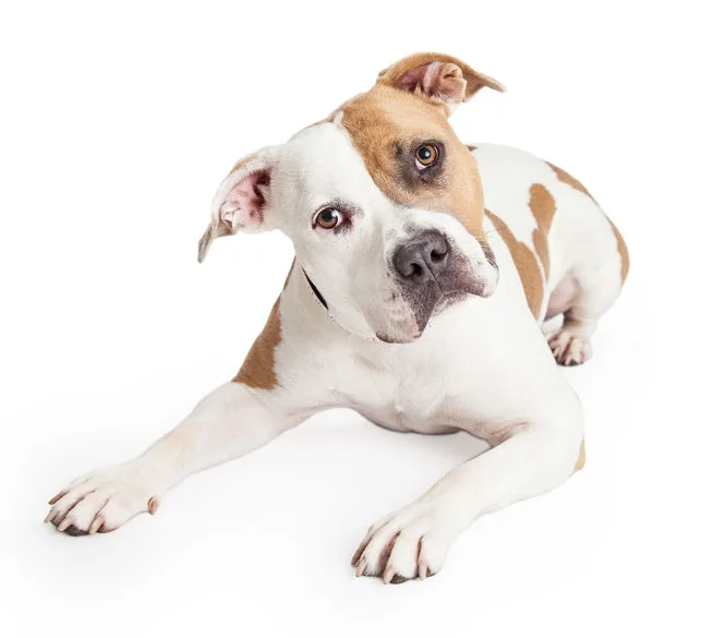 Pit lying down.jpg