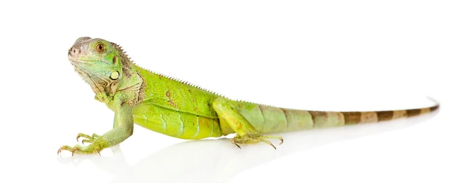Iguana.jpg