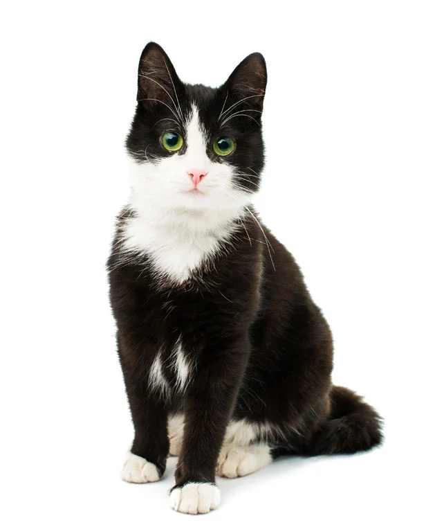 black and white cat.jpg