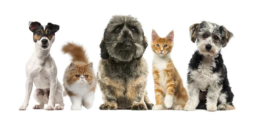 dog and cat group.jpg