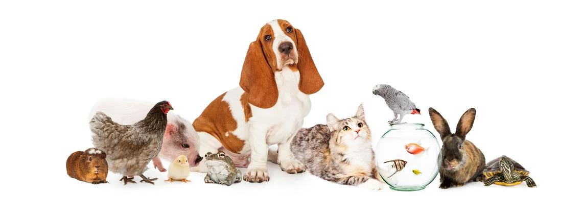 group of pets 3.jpg