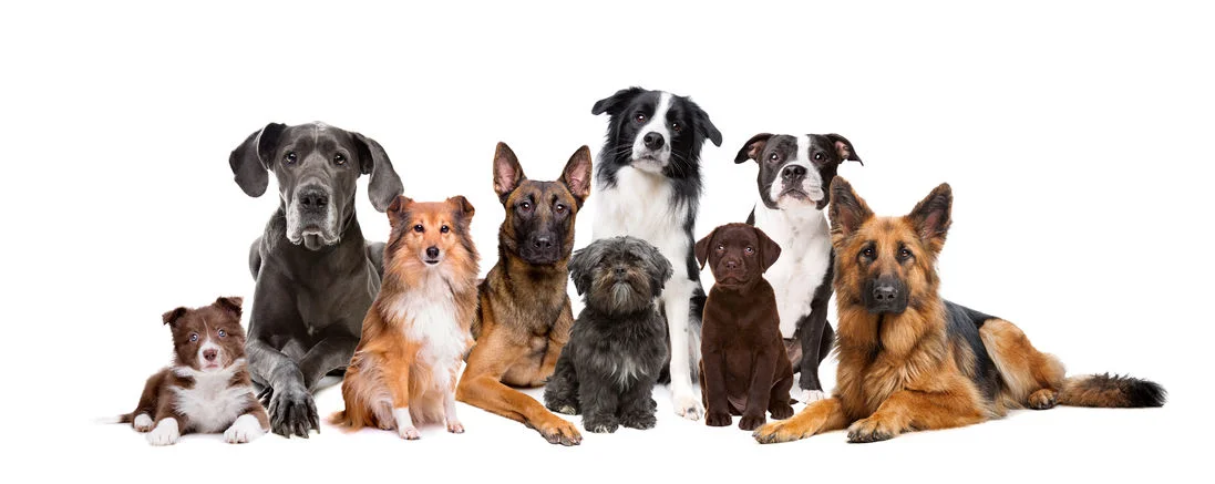 group of dogs.jpg