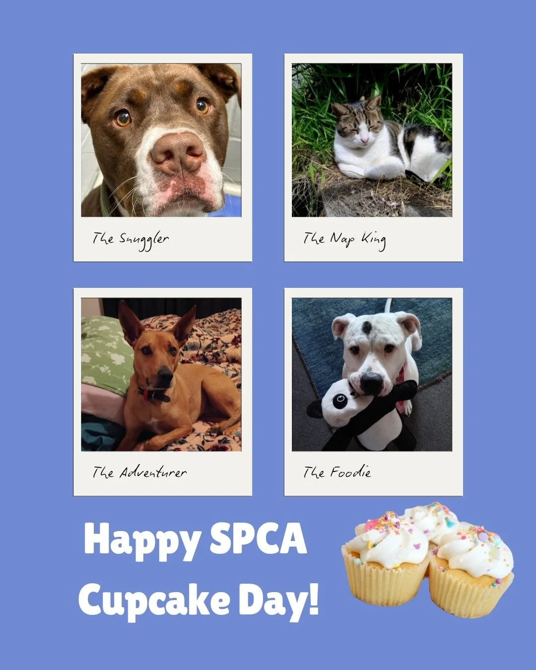 🧁 It's SPCA Cupcake Day! 🧁
🐱 This extra delicious fundraising event for SPCA New Zealand encourages people to bake and sell cupcakes money for animal welfare. The funds raised support SPCA in their mission to continue to care for animals in need.