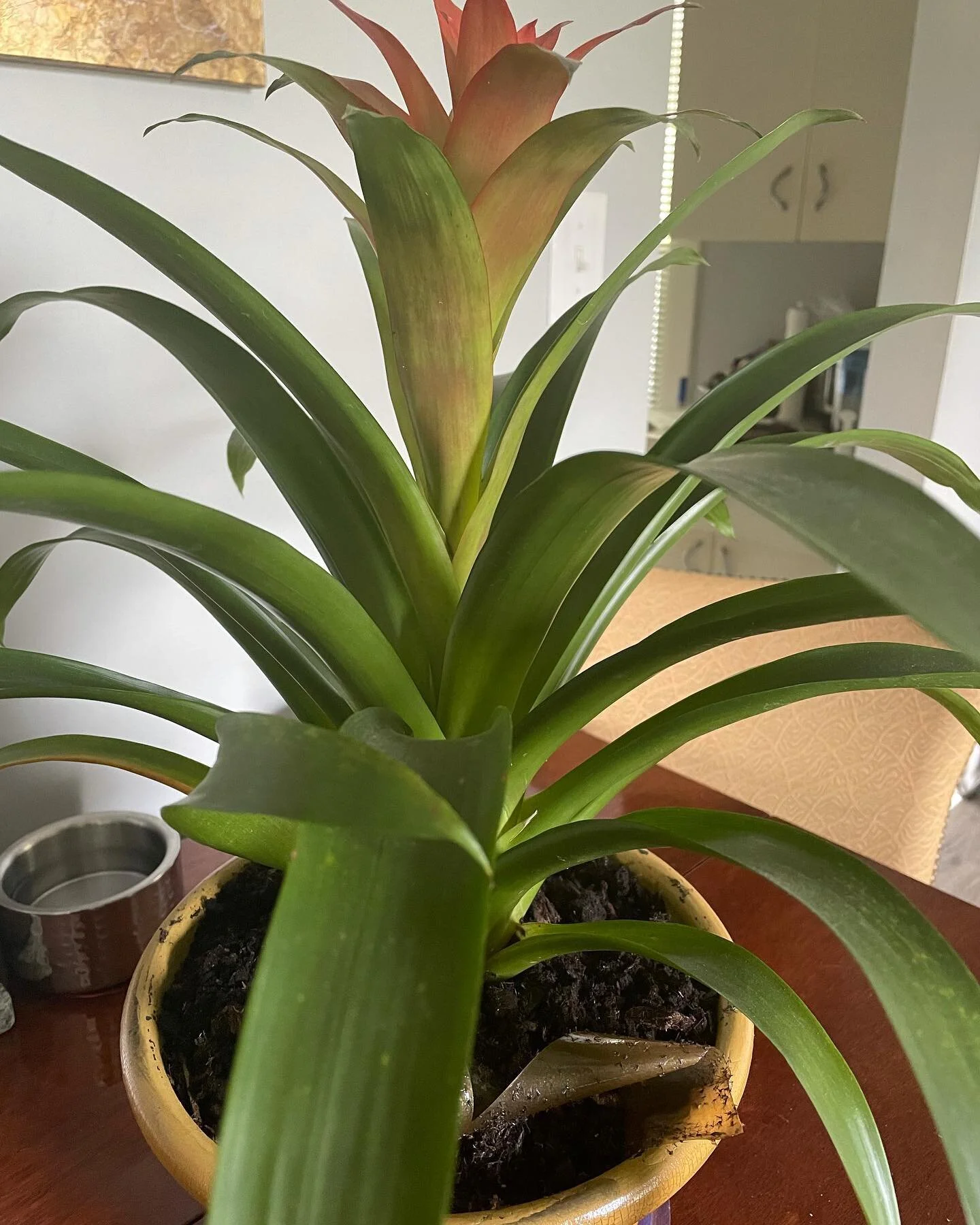 A tip for my fellow green 👍🏾&rsquo;ers...

I love plants! And for some reason all these damn gnats love them too. You know the fly trap tape? Rather than hanging them on the wall, I decided to cut them into strips and place them directly on the soi