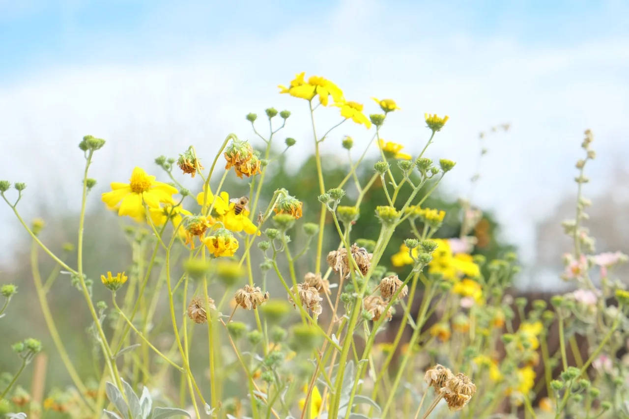 brittlebush.jpg