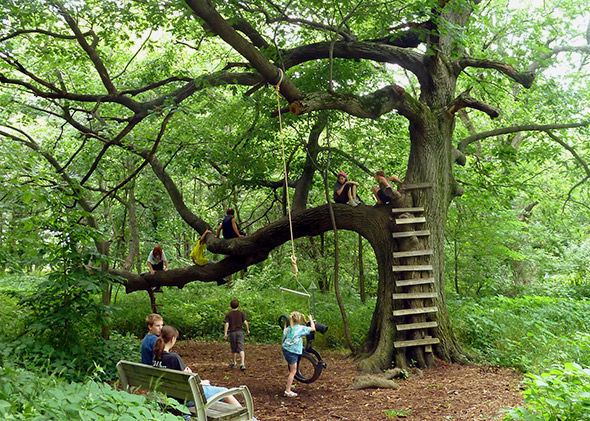 kids on tree with ladder and rope nature play slide show.jpg