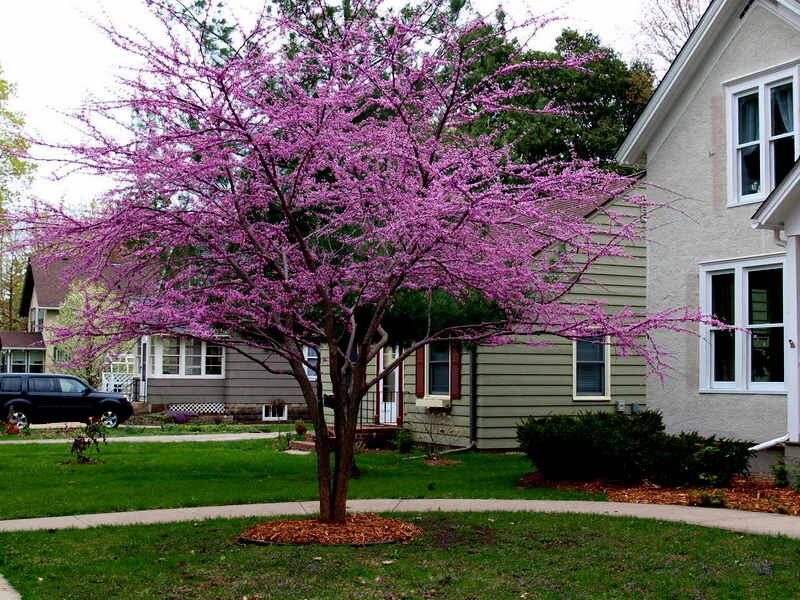 redbud spring yard tree.jpg