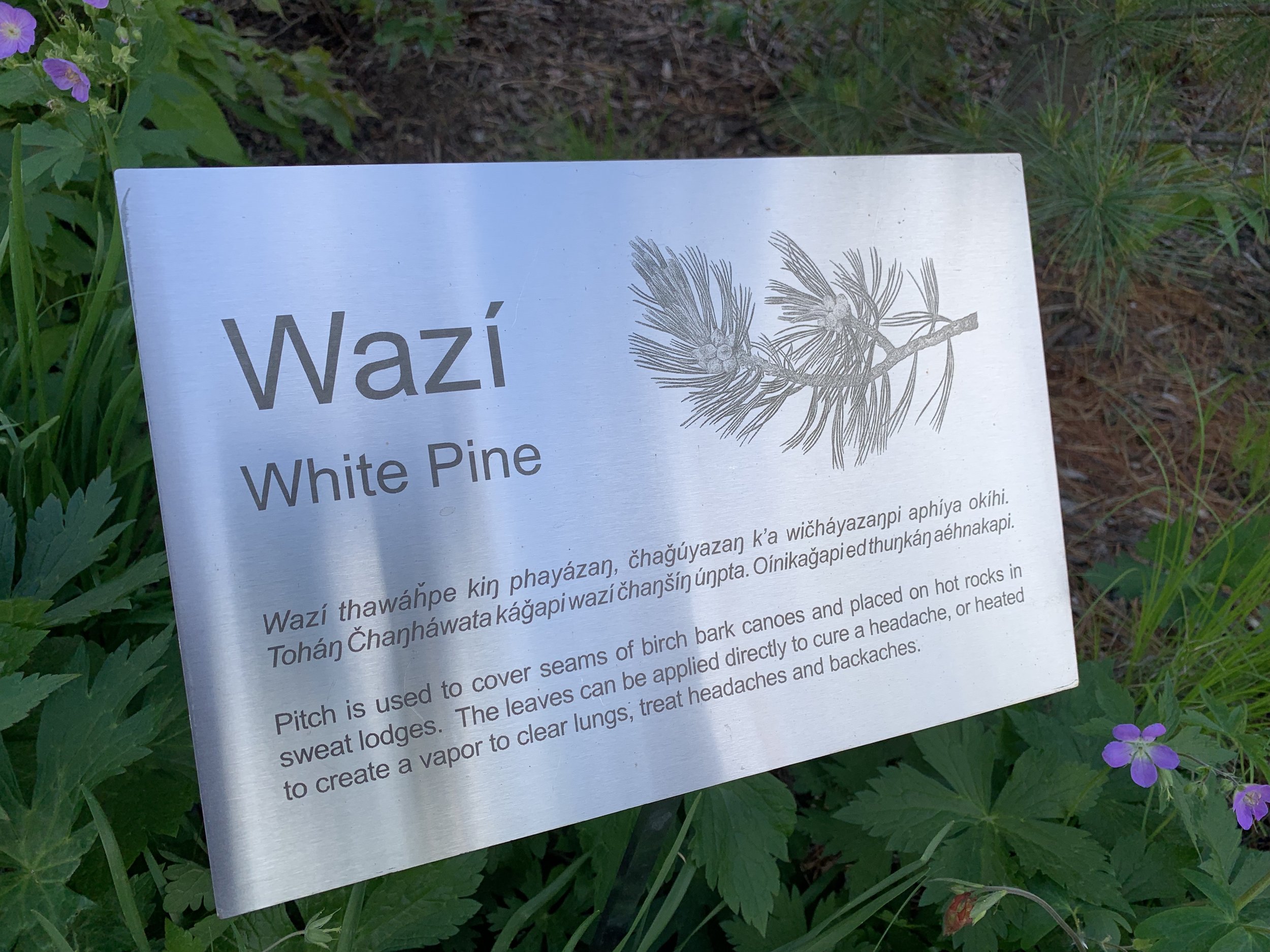 wazi white pine.jpg