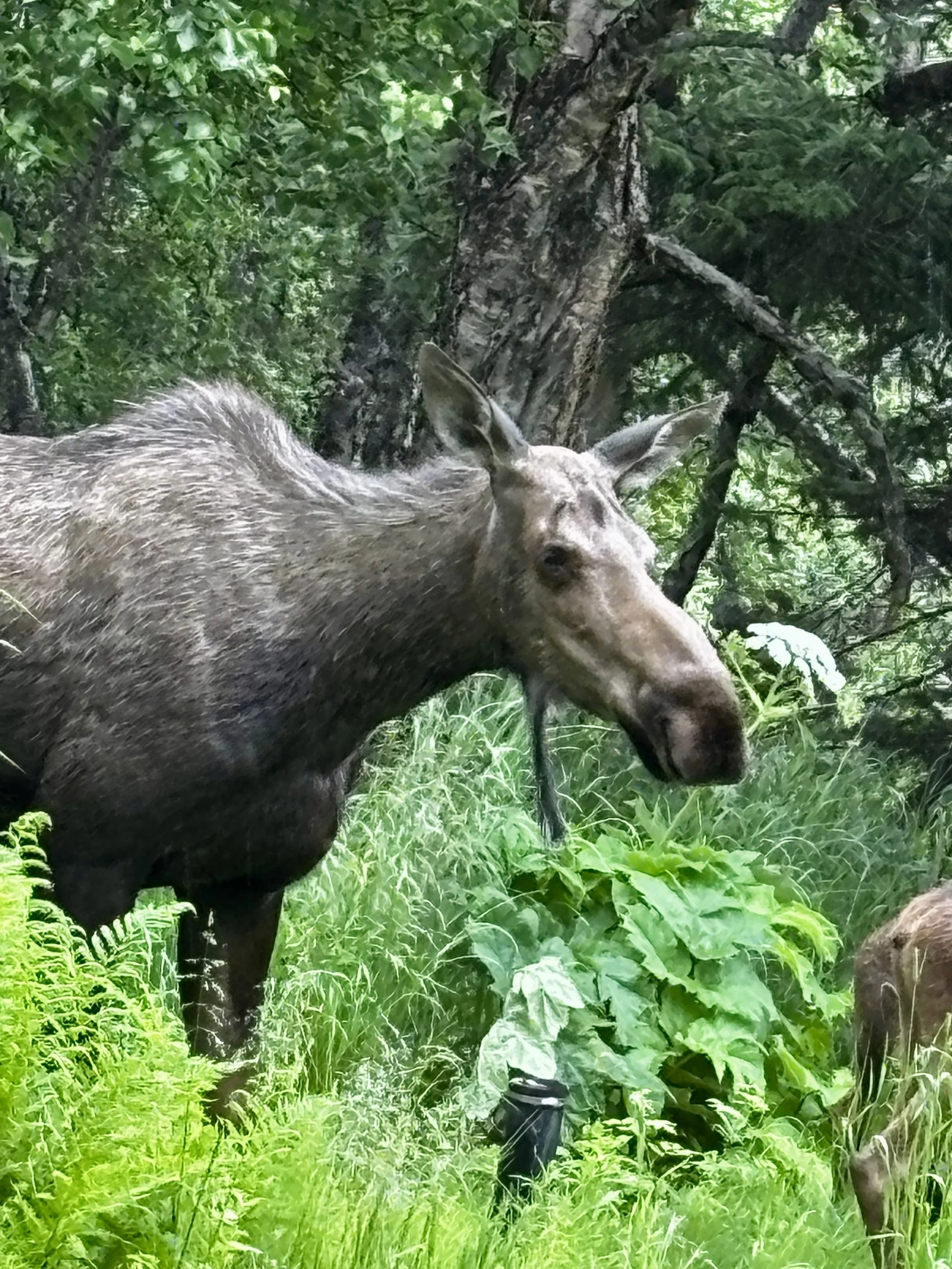 Moose in birch forest head .jpg