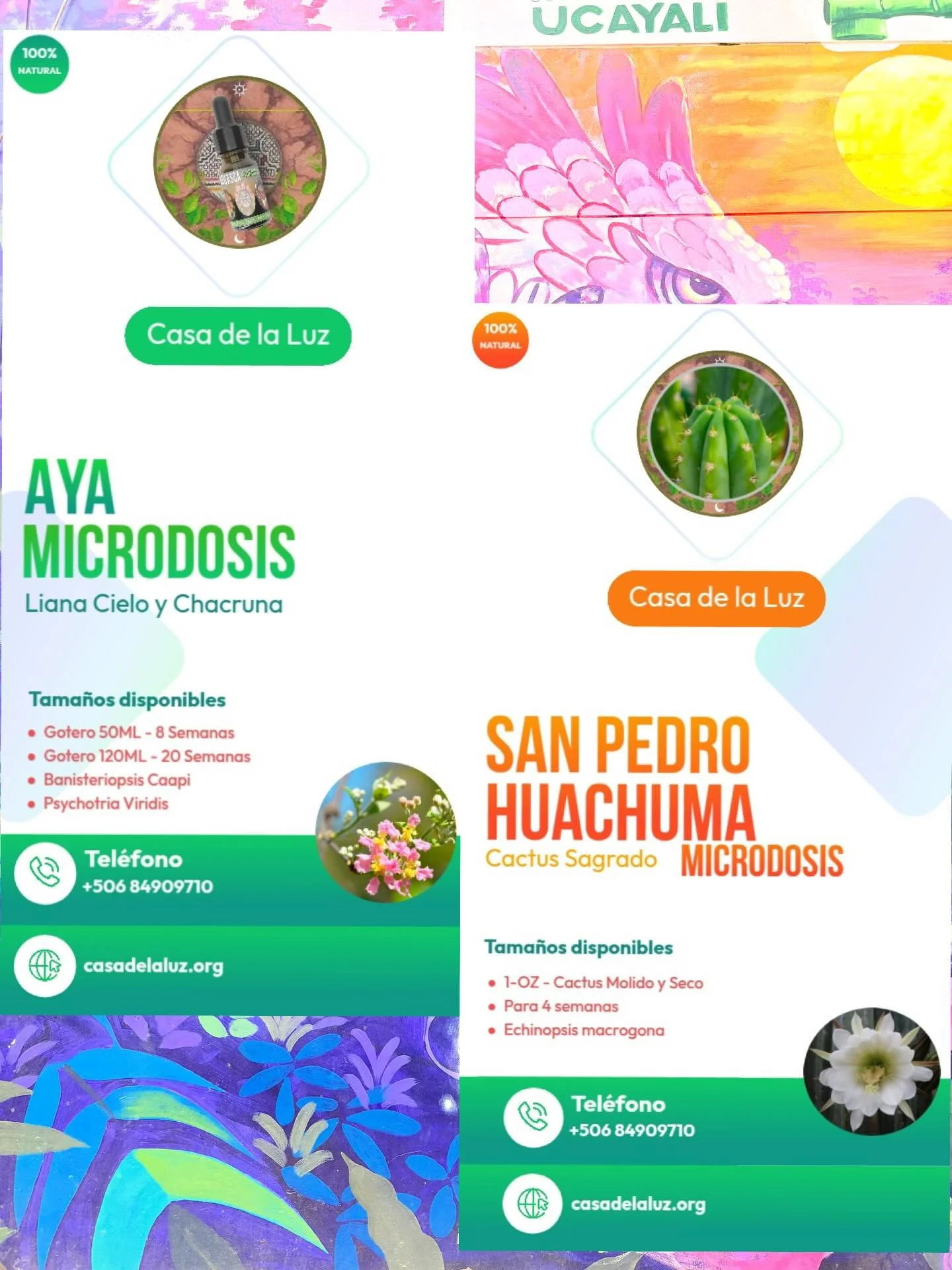 🌿 Microdosis y su potencial terap&eacute;utico: Aya &amp; San Pedro 🌿
.
✨ Aya (microdosis)
La microdosificaci&oacute;n de Aya es una pr&aacute;ctica moderna inspirada en la tradici&oacute;n amaz&oacute;nica. Consiste en tomar dosis muy peque&ntilde