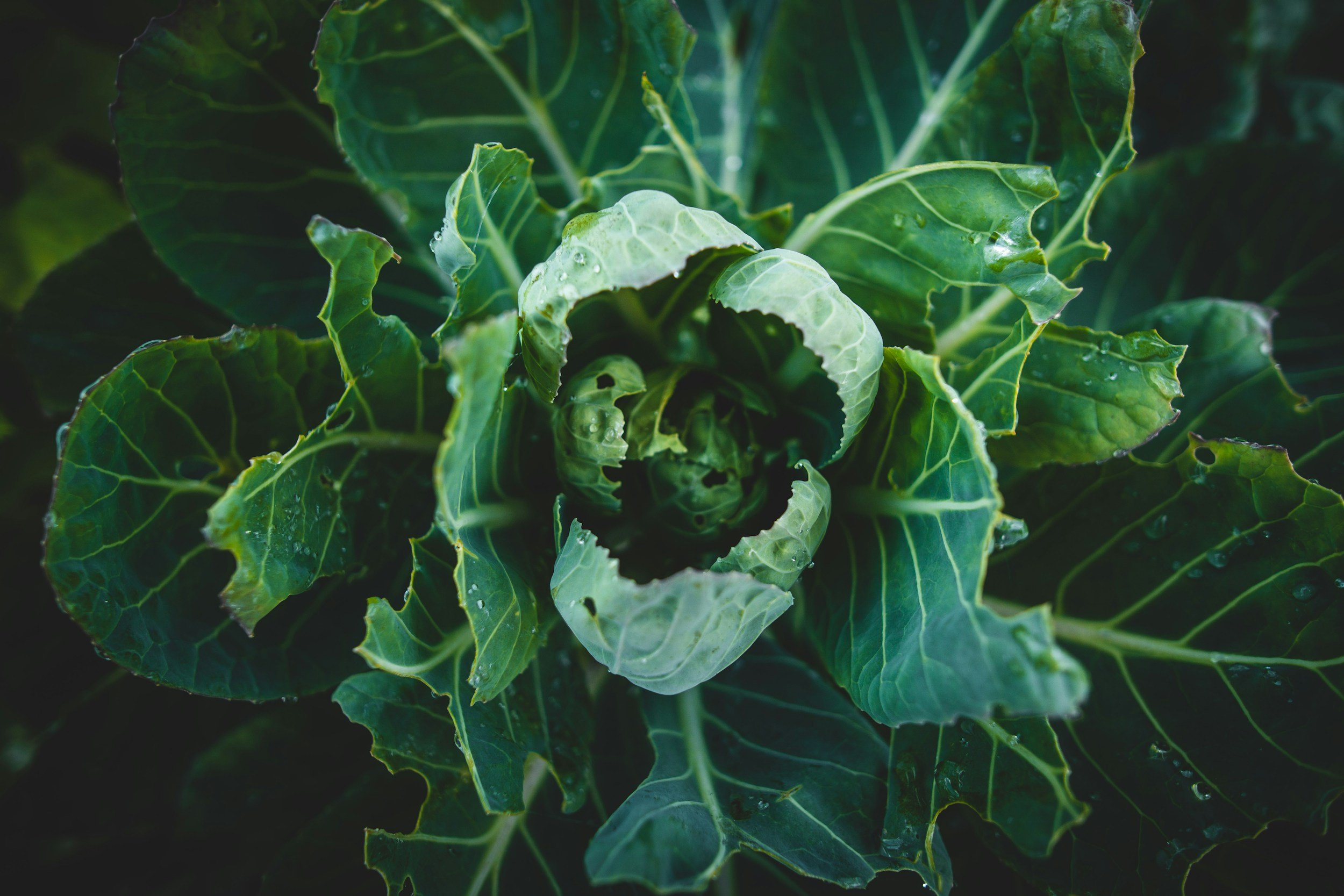 Nourishing with the Season: The Benefits of Cruciferous Vegetables