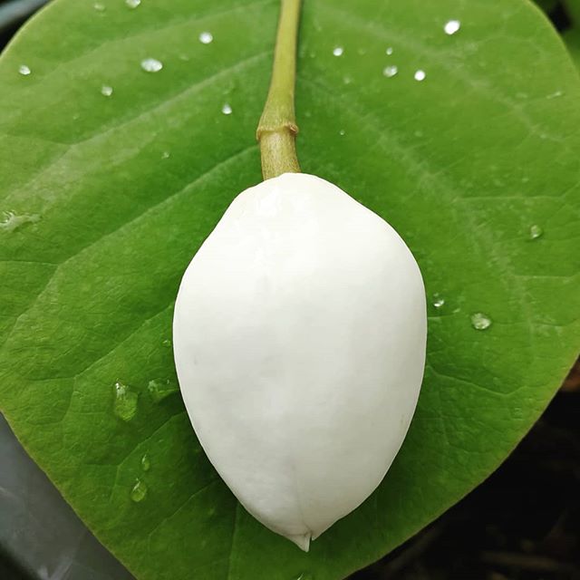 An un-opened bud on an Oyama magnolia (M. sieboldii). Such an underappreciated shrub!
.
.
.
.
.
.
.
.
.
.
.
.
#yyj #victoriabc #vancouverislandgardening #vancouverisland #westcoastgarden #pnwgardening #gardening #magnolia #oyama #flower #floweringshr