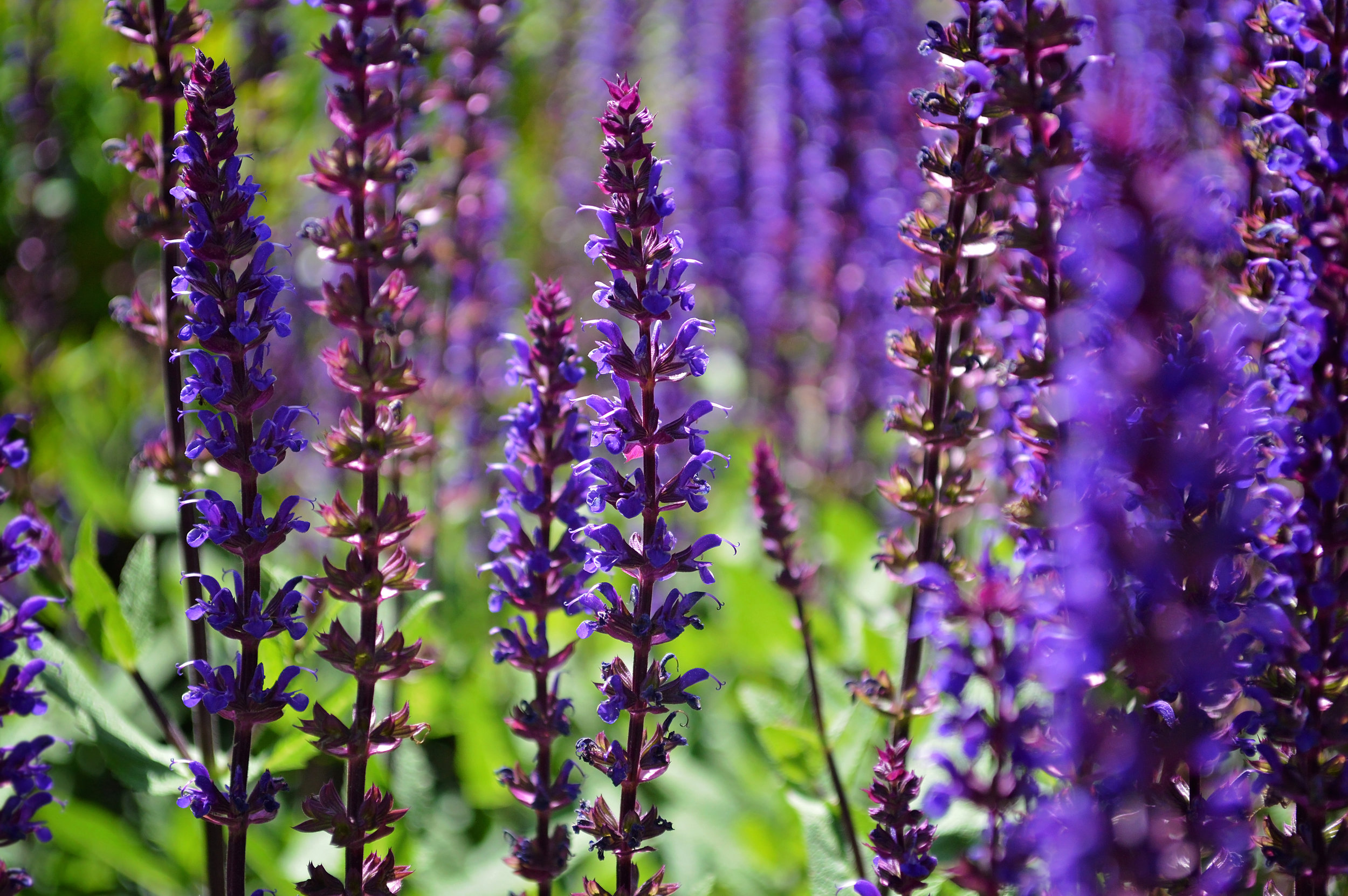 Our Top 10 Deer-resistant Perennials