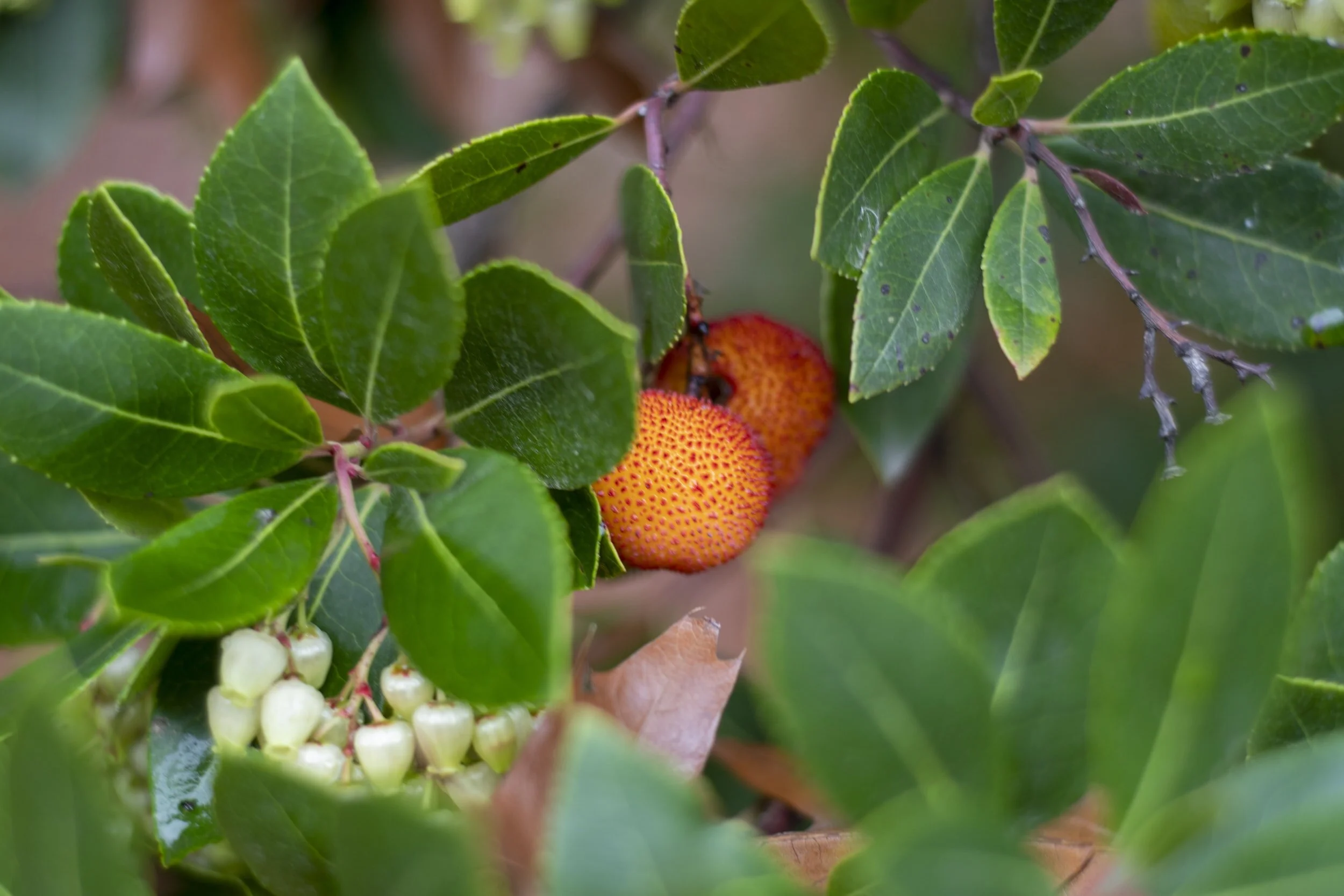 Terrific trees to fit in small spaces (Seaside Magazine - November 2020)