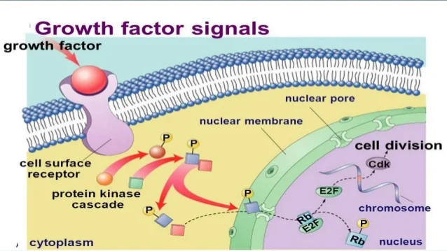 recombinant-growth-factors-7-638.jpg