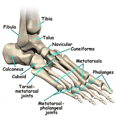 MTP-joints.gif