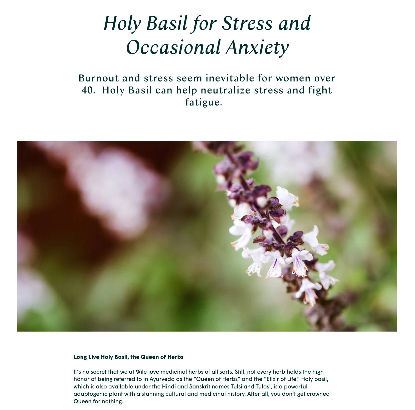 Holy Basil for Stress and Occasional Anxiety