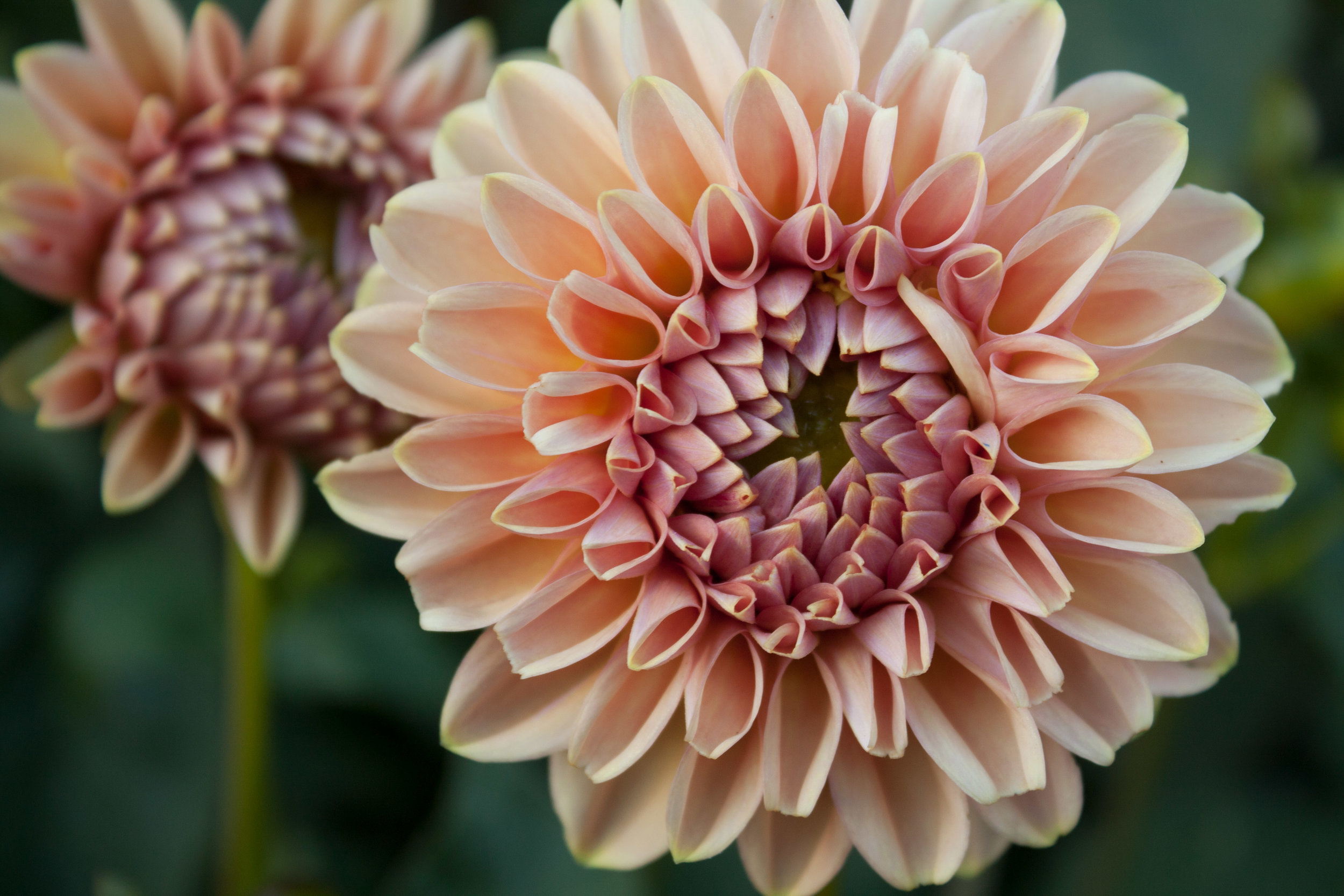 Dahlia "Cupcake" (Copy) (Copy)