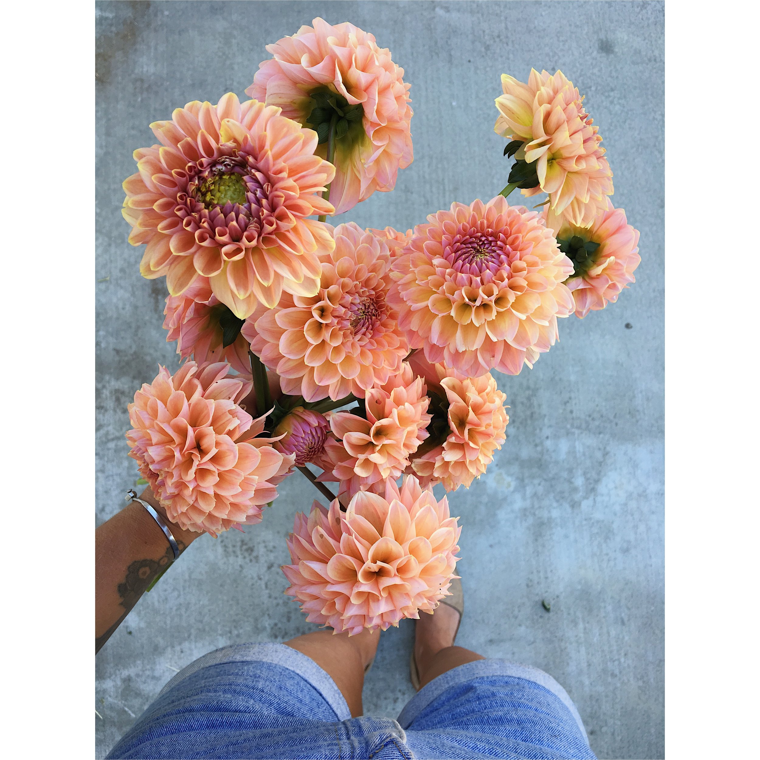 Dahlia "Linda's baby" (Copy) (Copy)