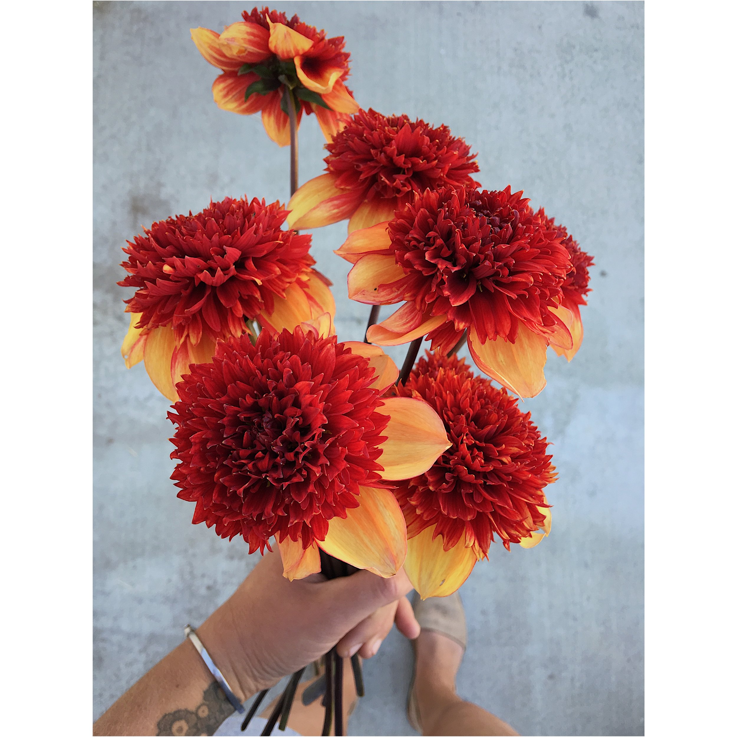 Dahlia "giddy up" (Copy) (Copy)
