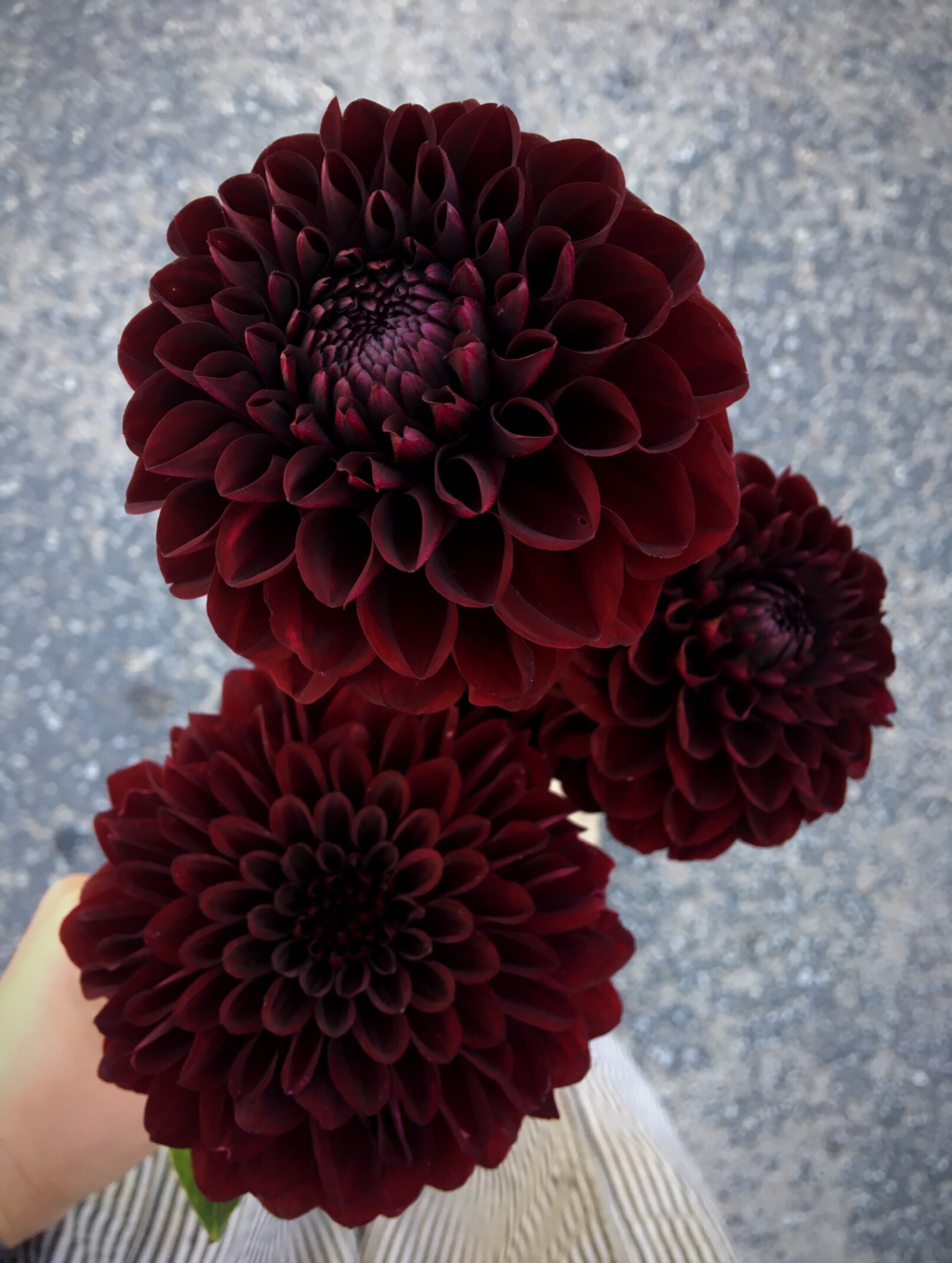 Dahlia "Black Satin" (Copy) (Copy)