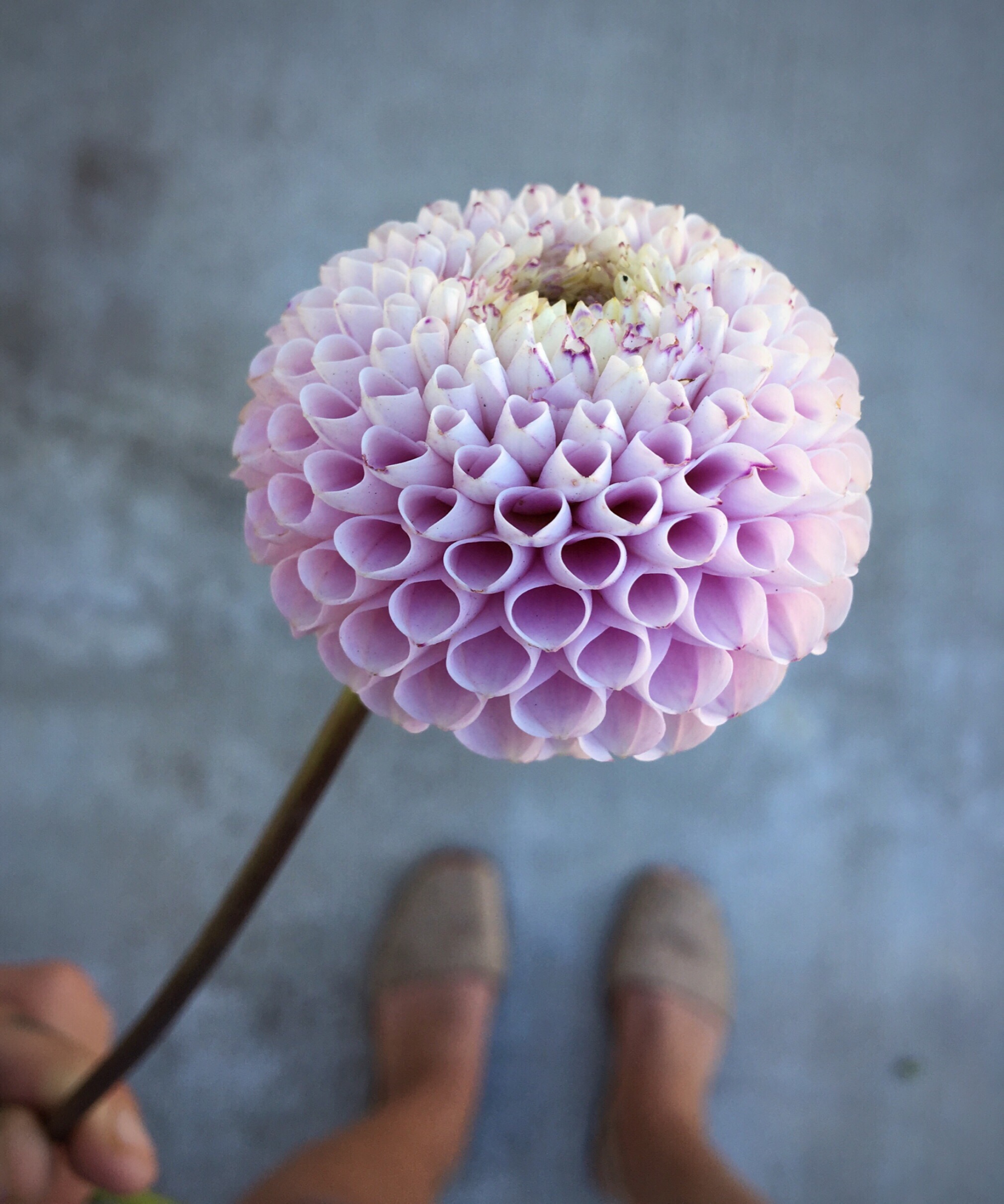 Dahlia "Rhonda" (Copy) (Copy)