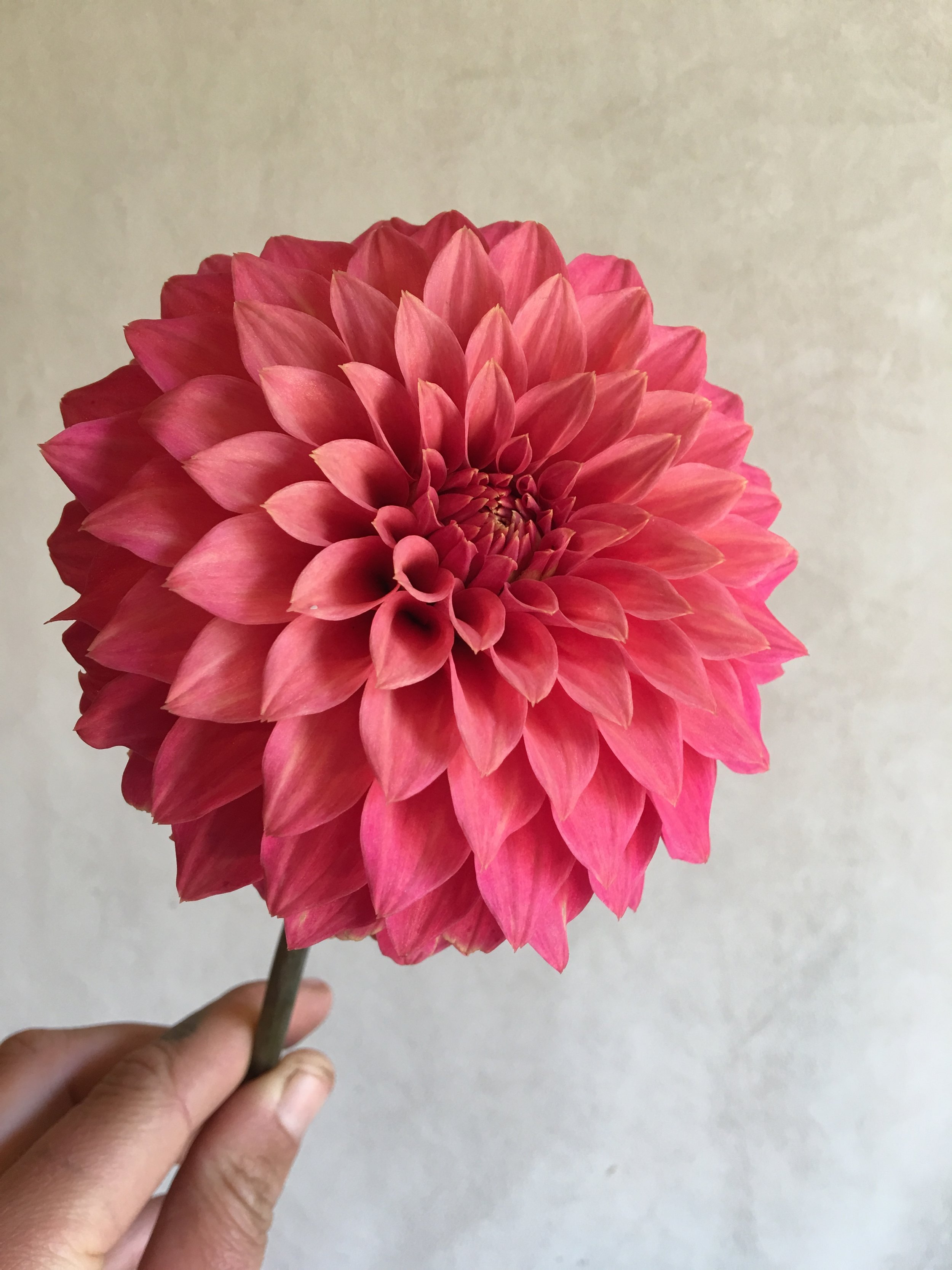 Dahlia "Lisette" (Copy) (Copy)