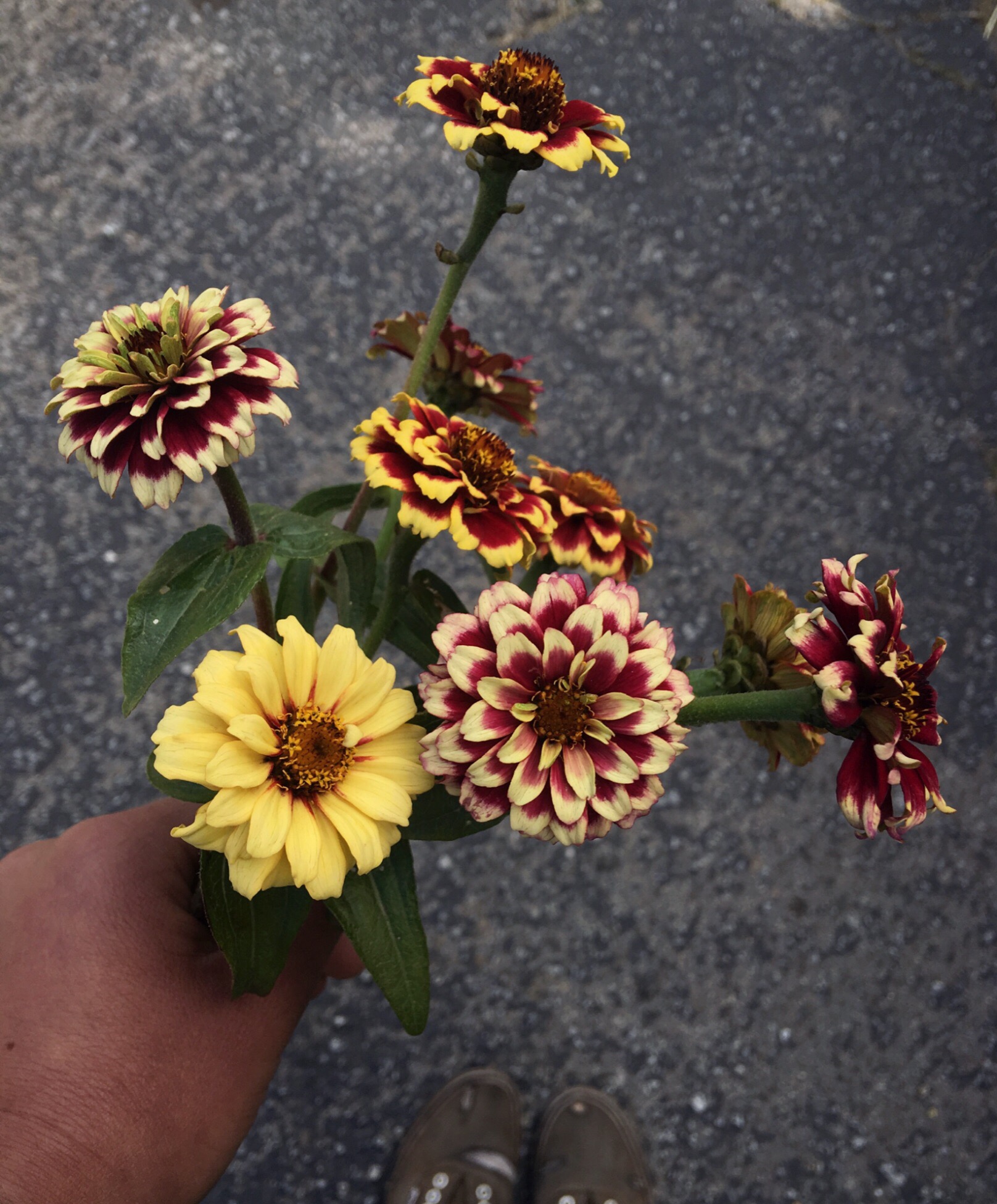Zinnias "Persian Carpet" (Copy) (Copy)