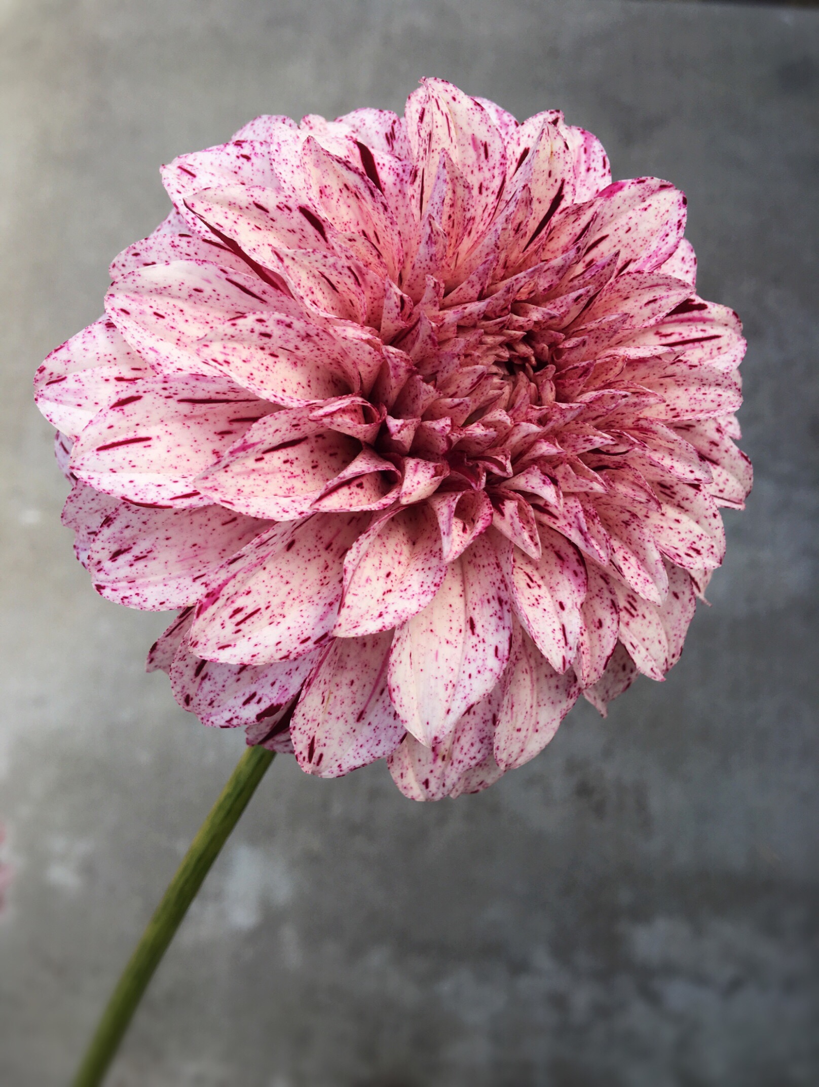 Beautiful speckled dahlia who's name I can't remember (Copy) (Copy)