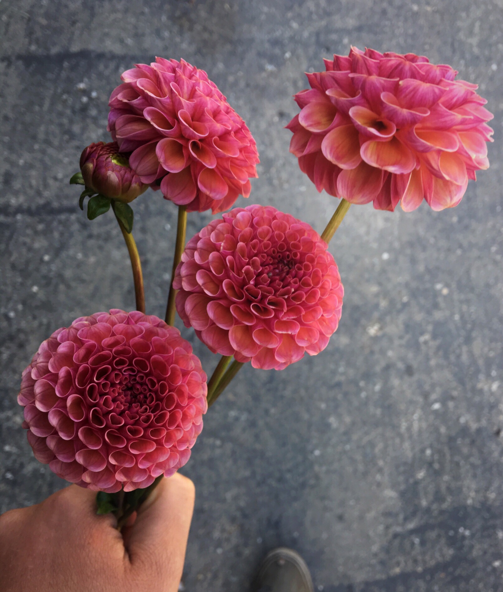 Dahlia "Koko puff" (Copy) (Copy)