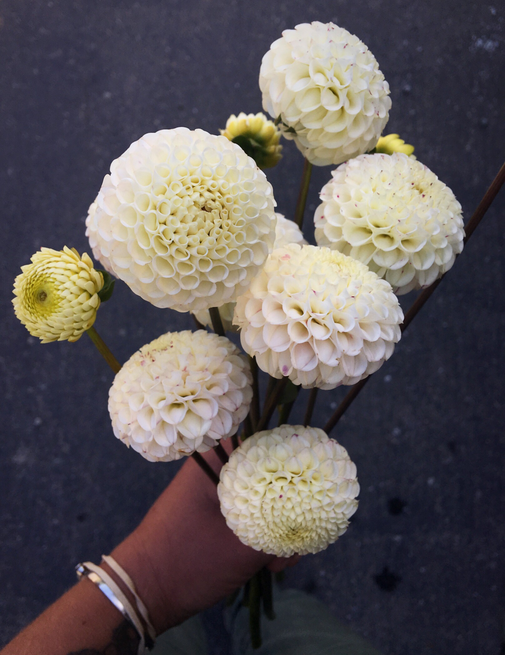Dahlia "small world" (Pompom) (Copy) (Copy)
