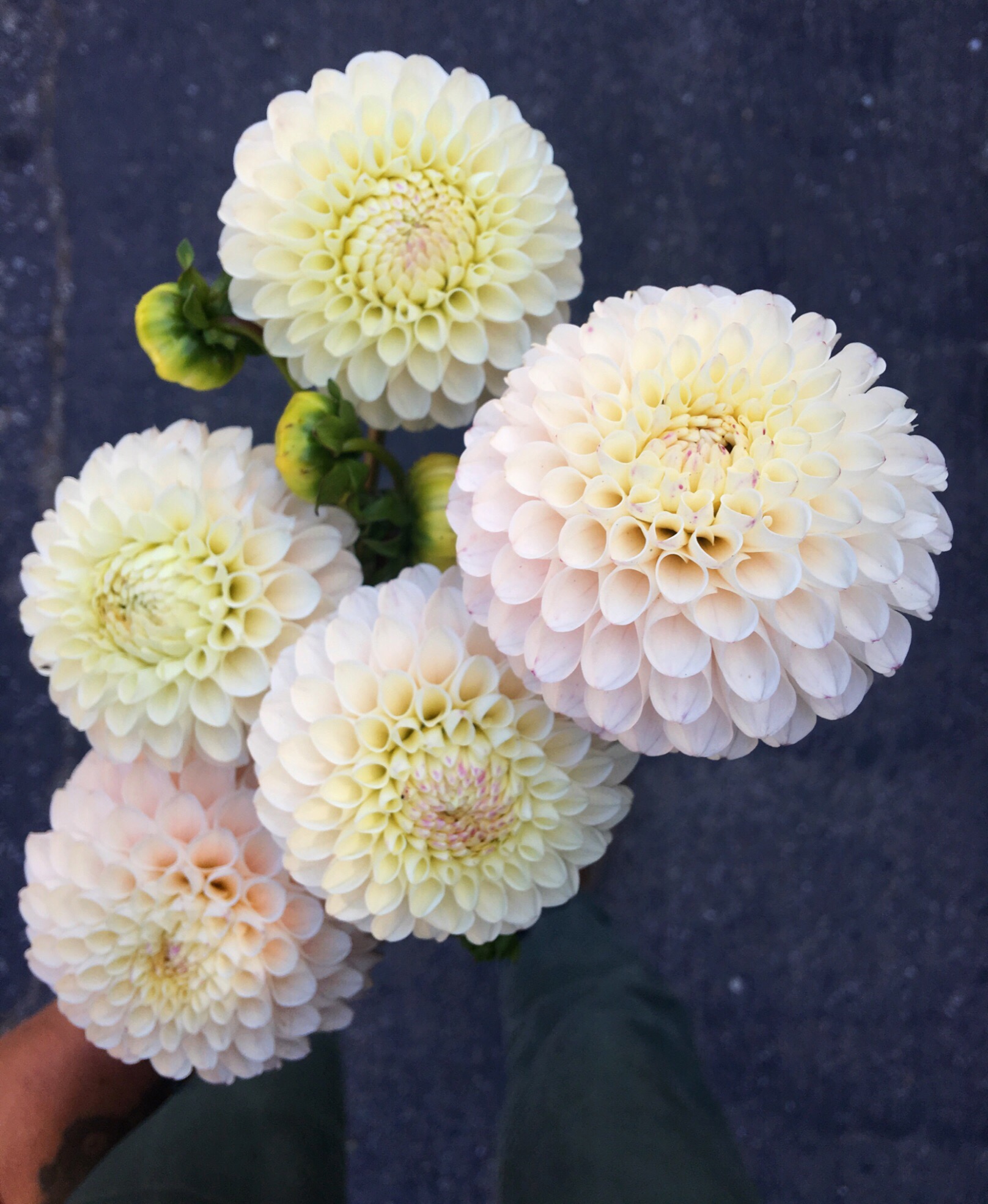 Dahlia "Camano Zoe" (Medium ball) (Copy) (Copy)