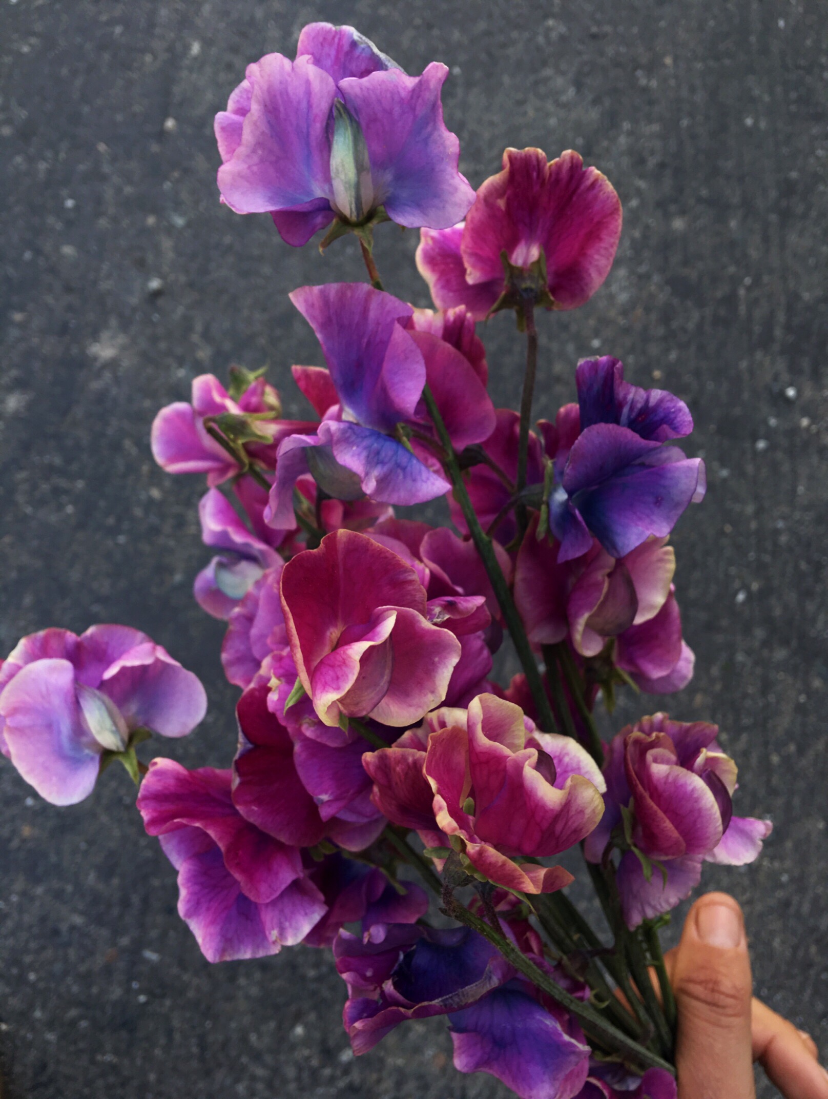 "Blue shift" Sweet Pea (Copy) (Copy)