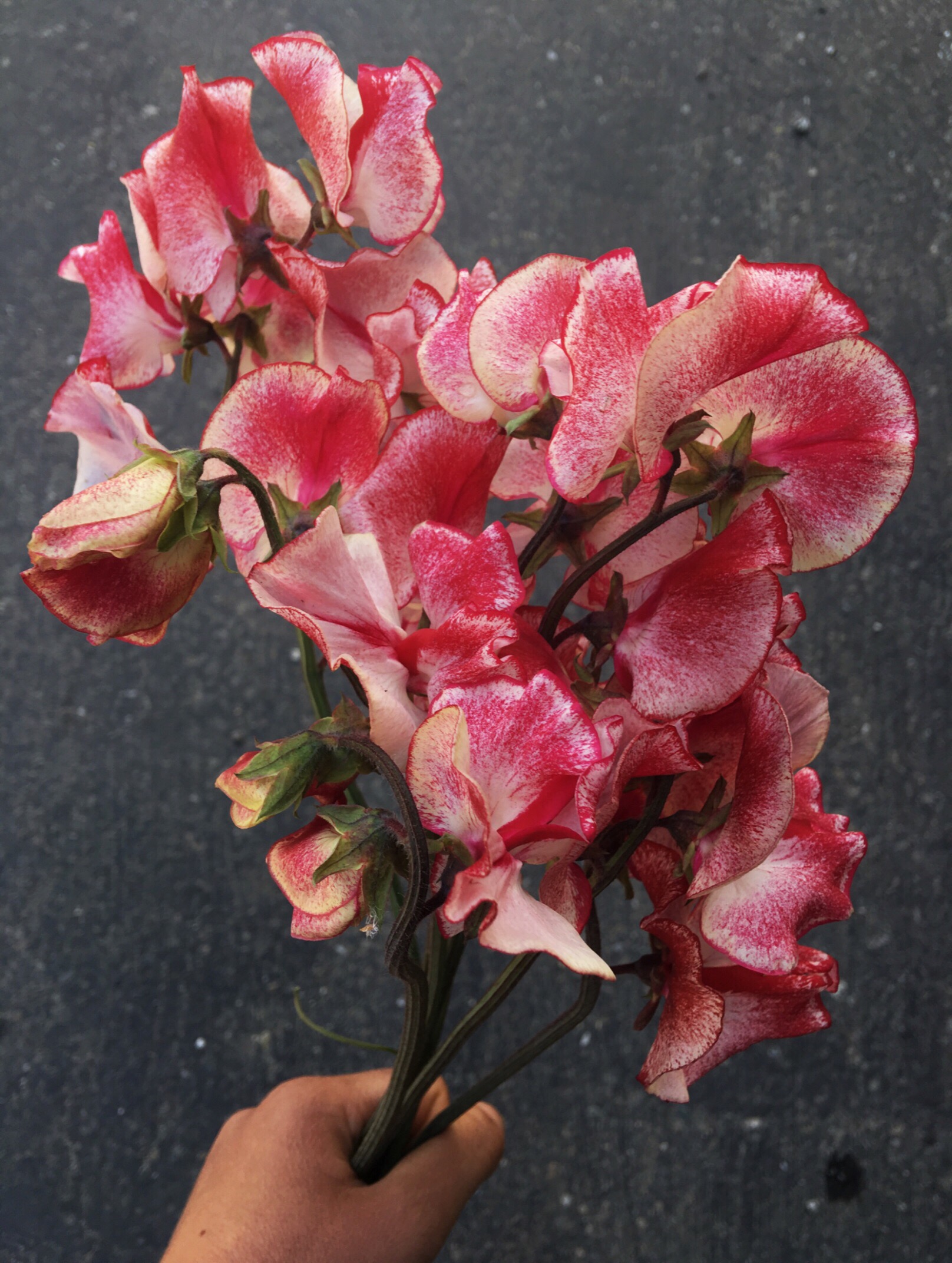 "Wiltshire ripple" Sweet Pea (Copy) (Copy)