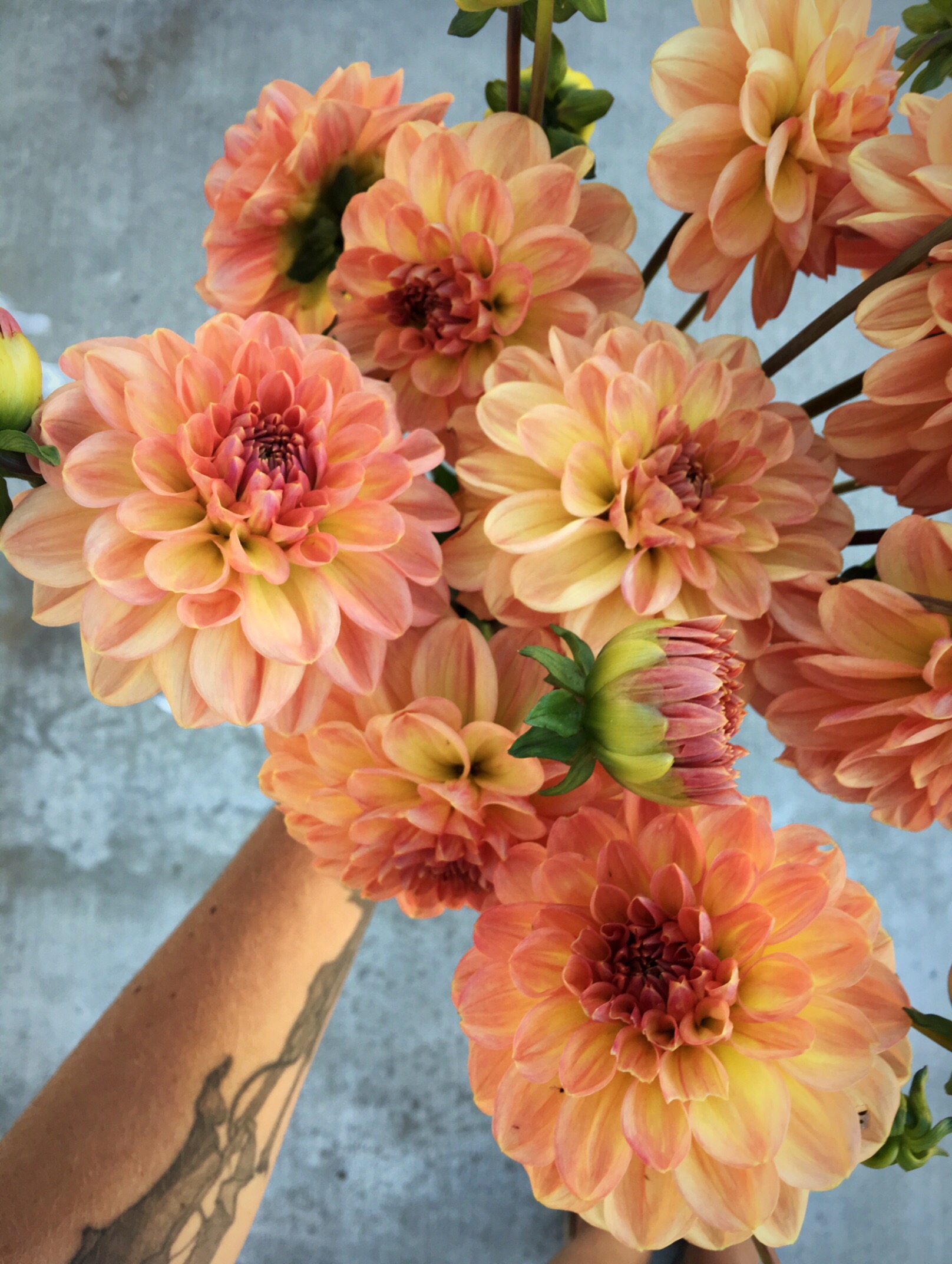Cute organey-peachy dahlia (Copy) (Copy)