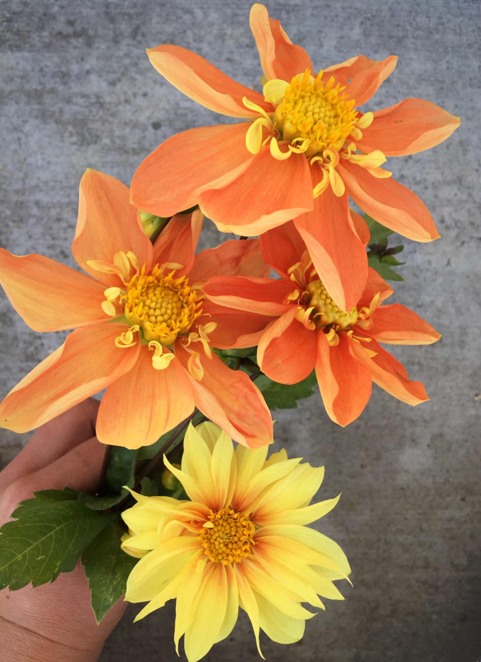 Dahlia "Sunny Reggae" (Copy) (Copy)
