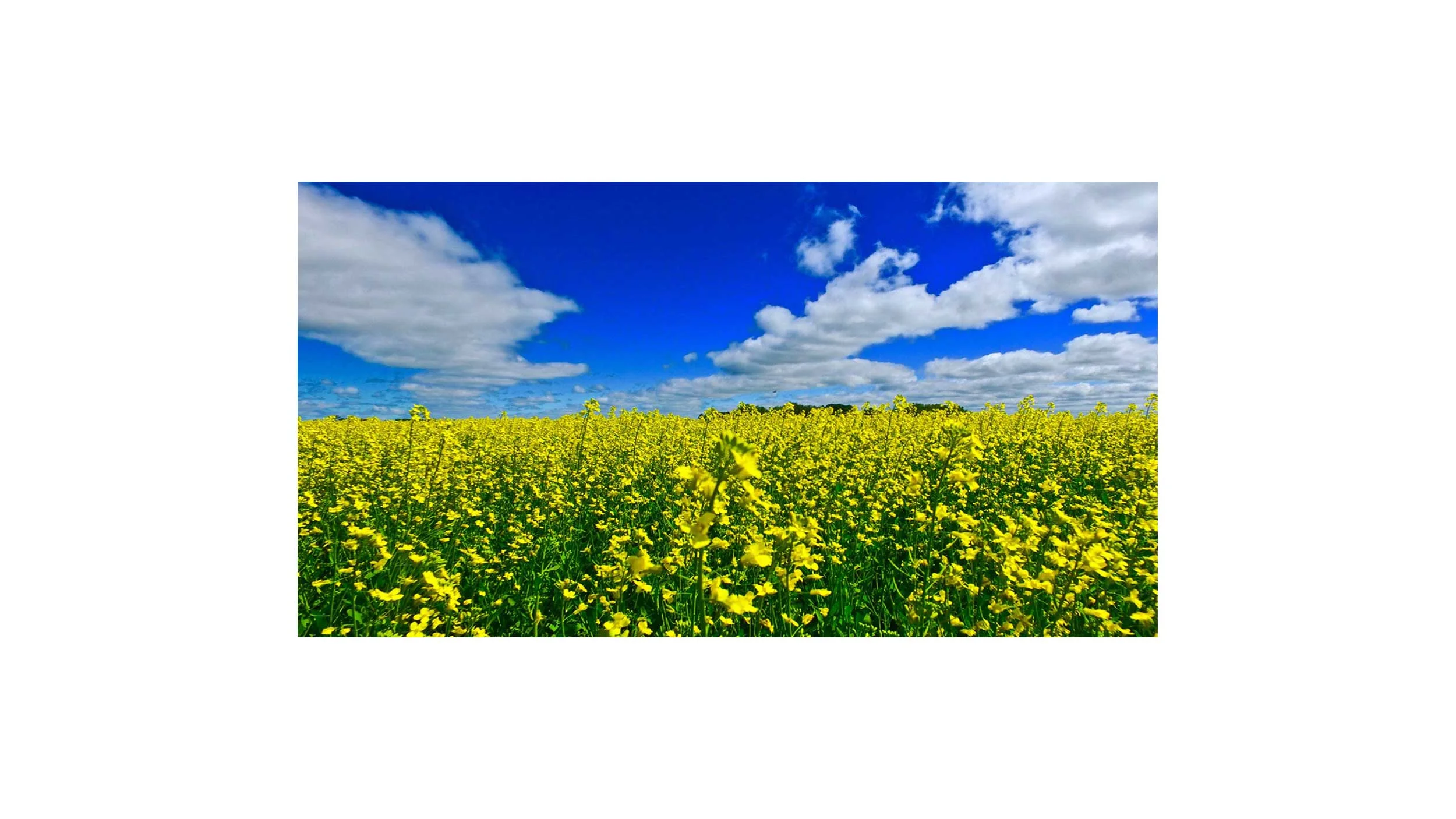 boissenvain-canola.jpg