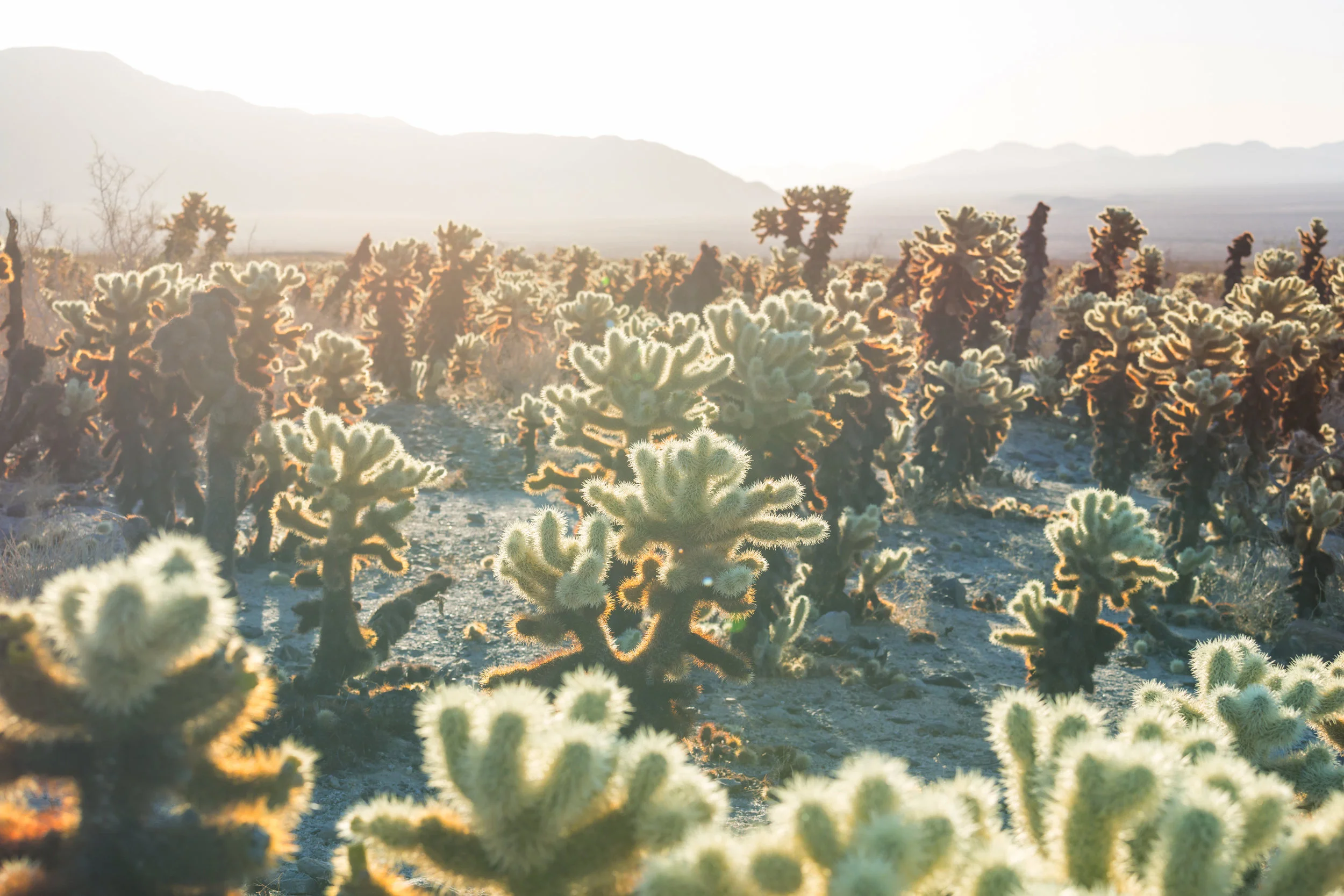 cactus-PA4Q9DK.jpg