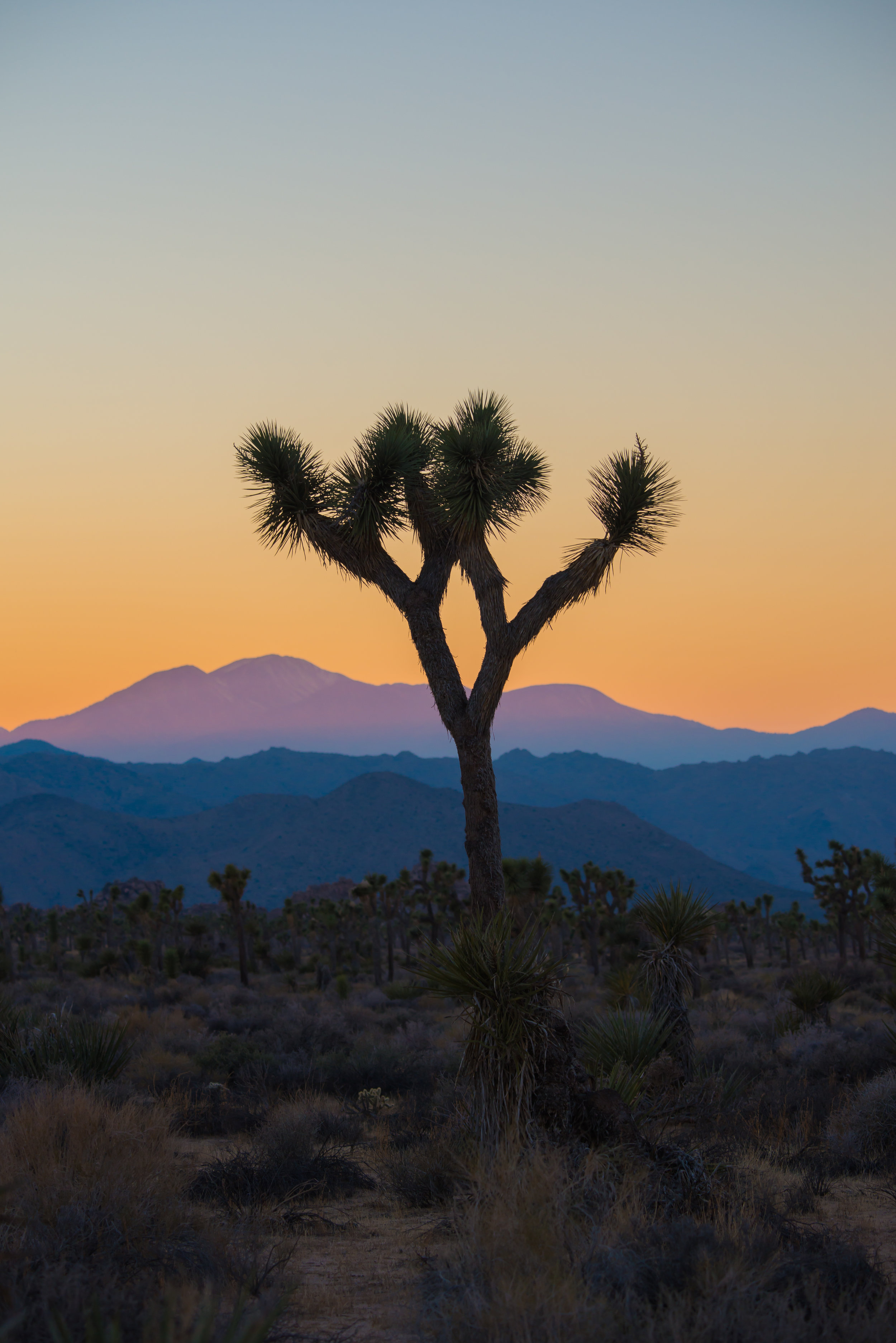joshua-tree-retreat-experience.jpeg