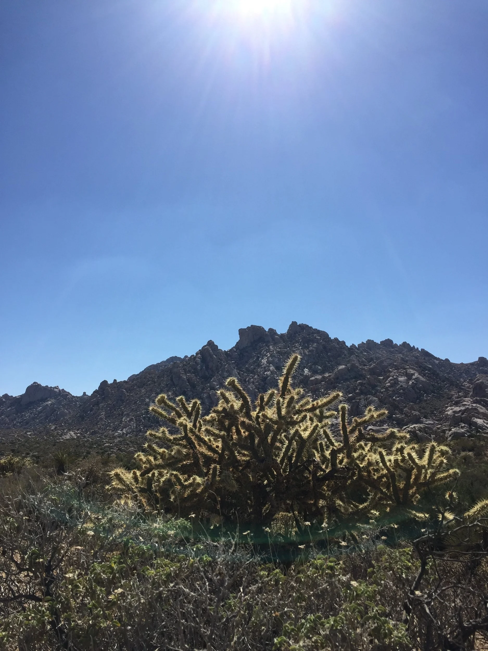 desert-hot-springs-cactus-sunshine.jpg