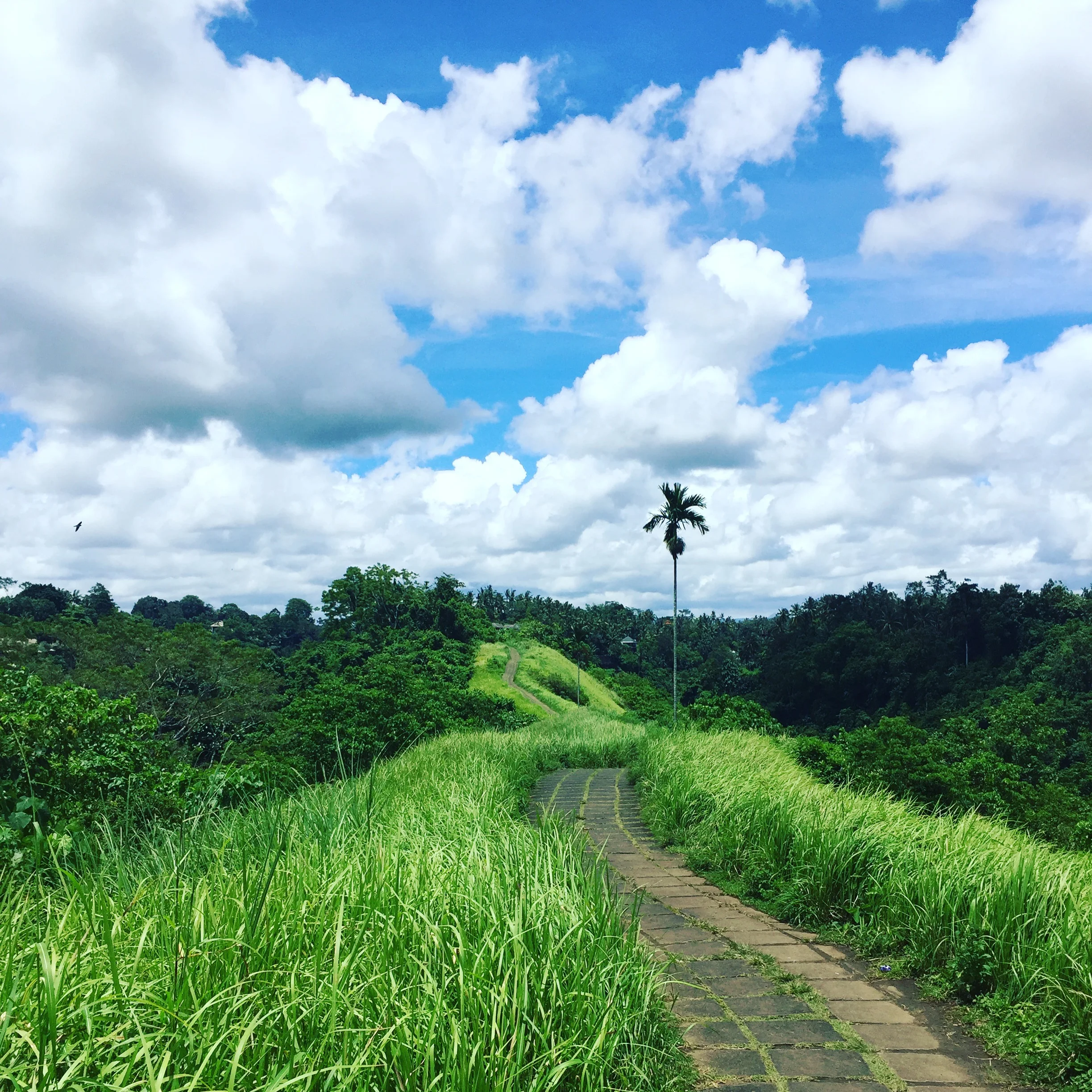 training-in-paradise.jpg