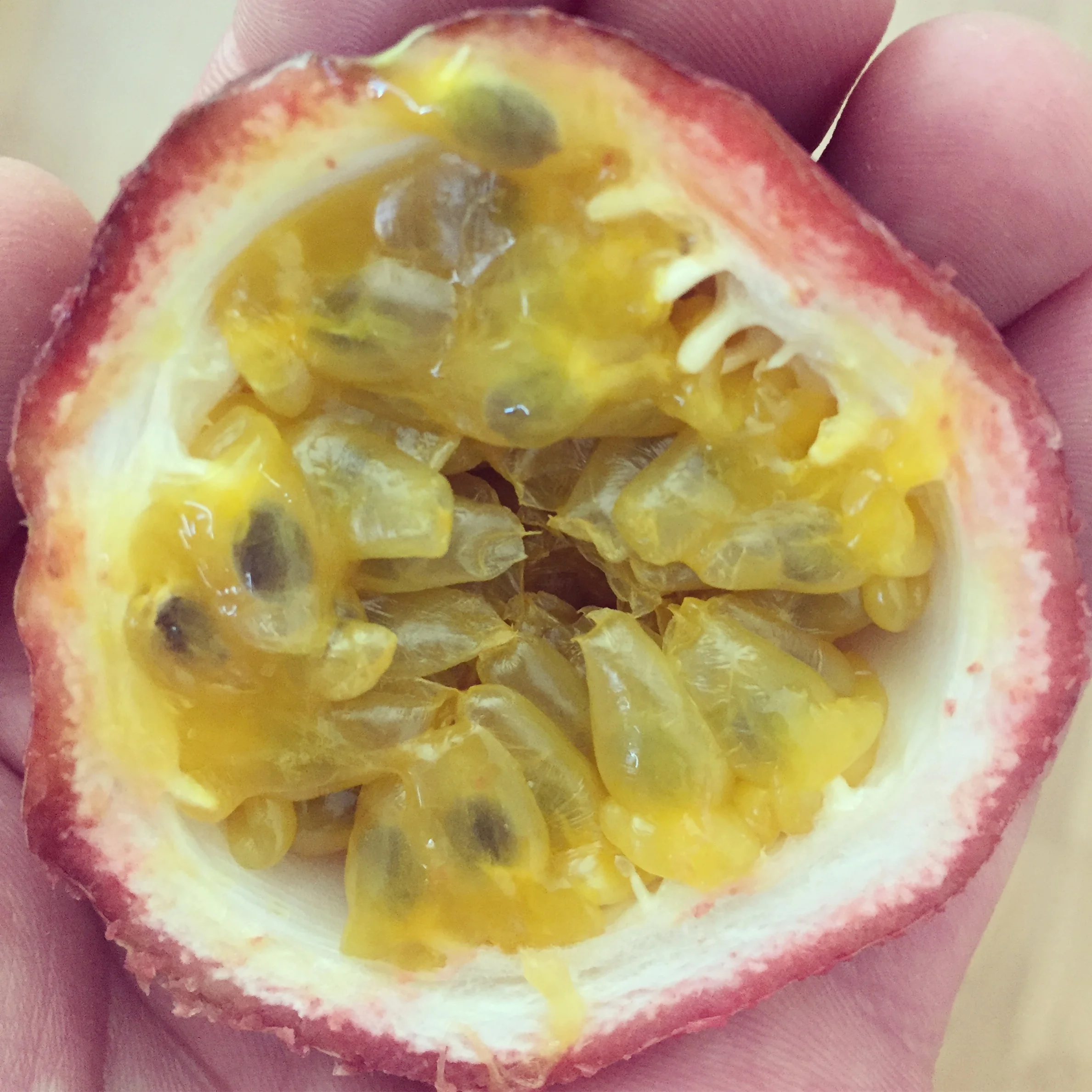 passion-fruit.JPG