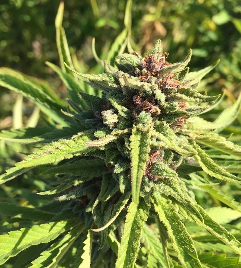 legal-cannabis-herbs.jpg
