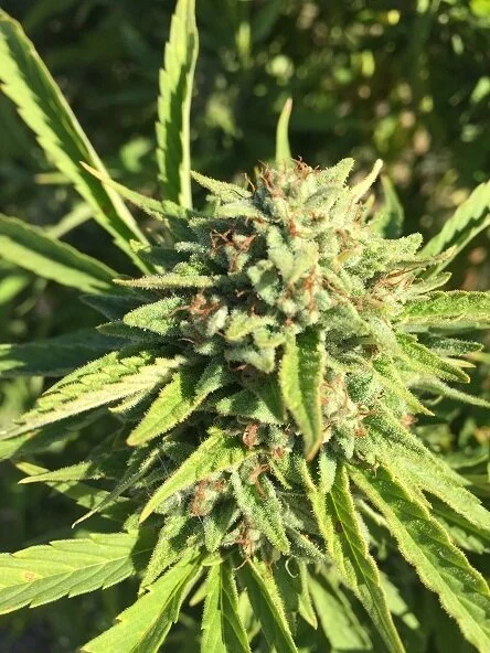 cannabis-sativa.jpg