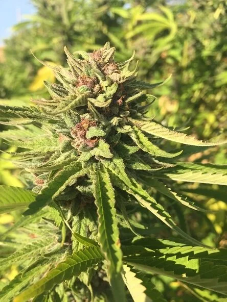 purple-cannabis.jpg