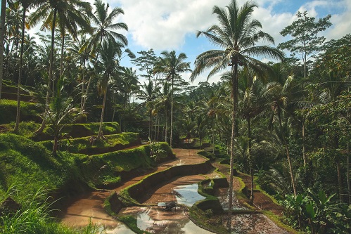 Book yoga teacher training in Bali, Indonesia